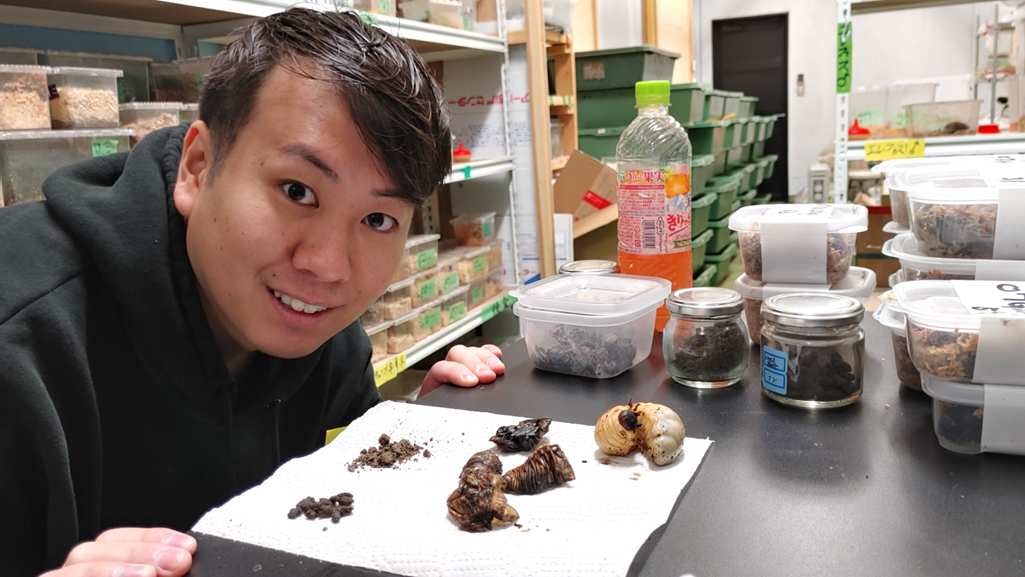 カブトムシの幼虫は30グラムぐらいになり、それを乾燥させた後に粉末化し魚粉にする