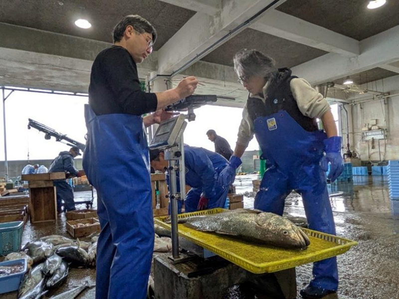 自動計量システムで魚を次々と計量し、デジタルデータにしていく