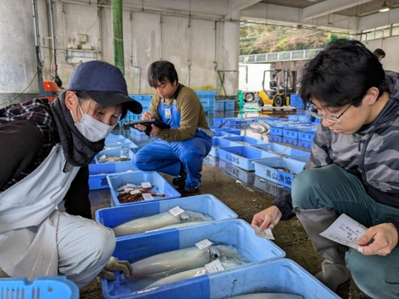 漁業者が船上で活け締めし、鮮度に徹底的にこだわった極上のアオリイカの情報をタブレットに入力する