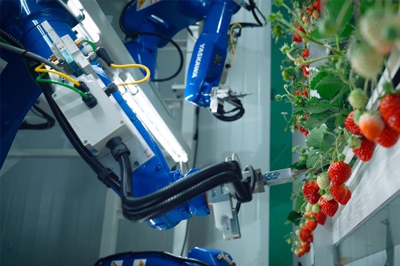 植物工場内のロボットによる収穫作業